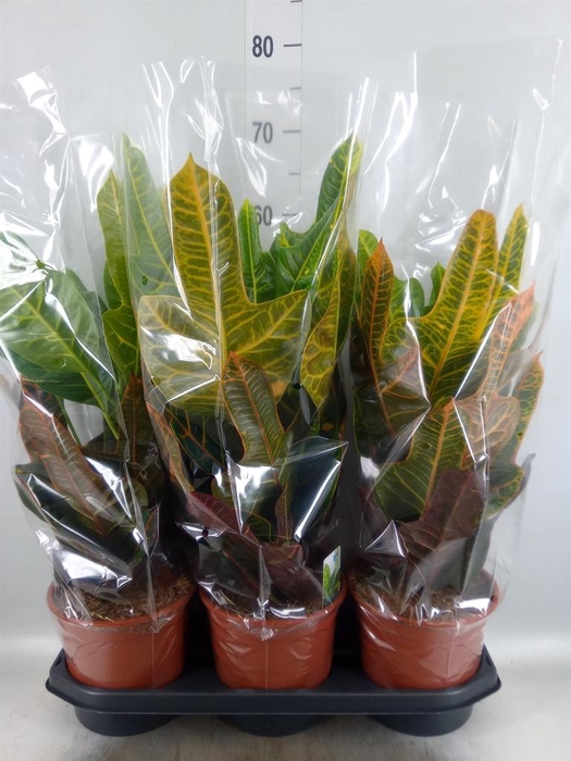 <h4>Codiaeum var. GR 'Excellent'</h4>
