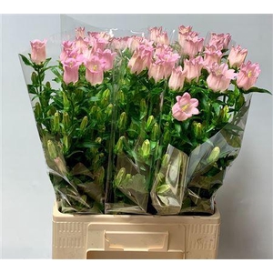 CAMP M CHAMPION PINK