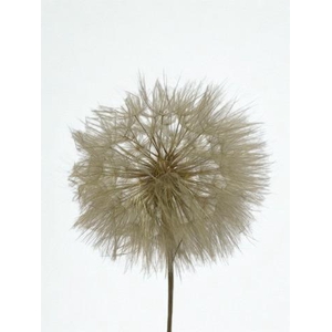 Dandelion Natural d12x28h