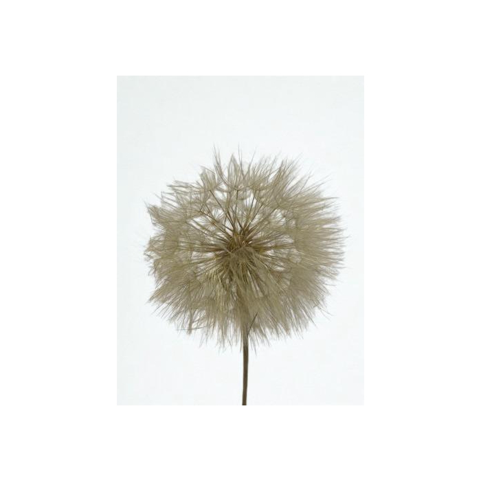 <h4>Dandelion Natural d12x28h</h4>