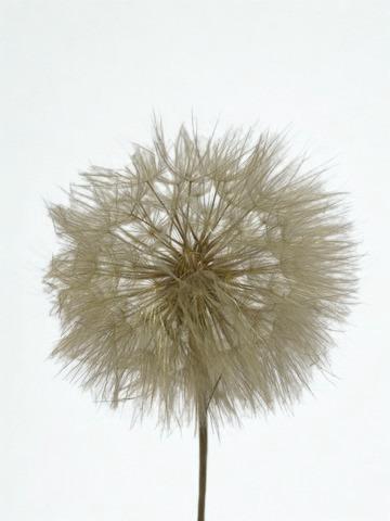 <h4>Dandelion Natural d12x28h</h4>