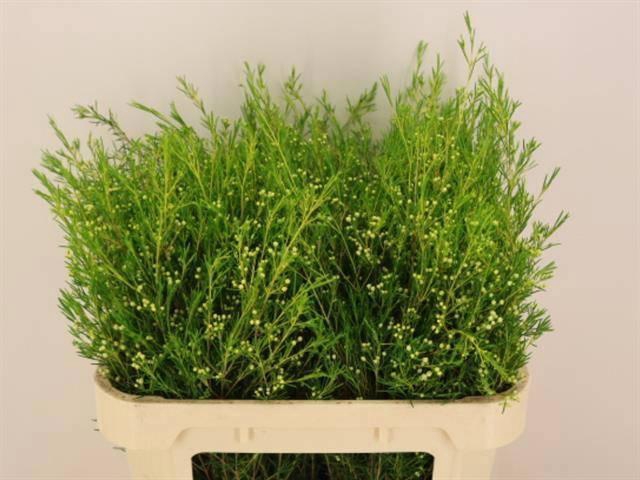 <h4>CHAME UN ATAR</h4>