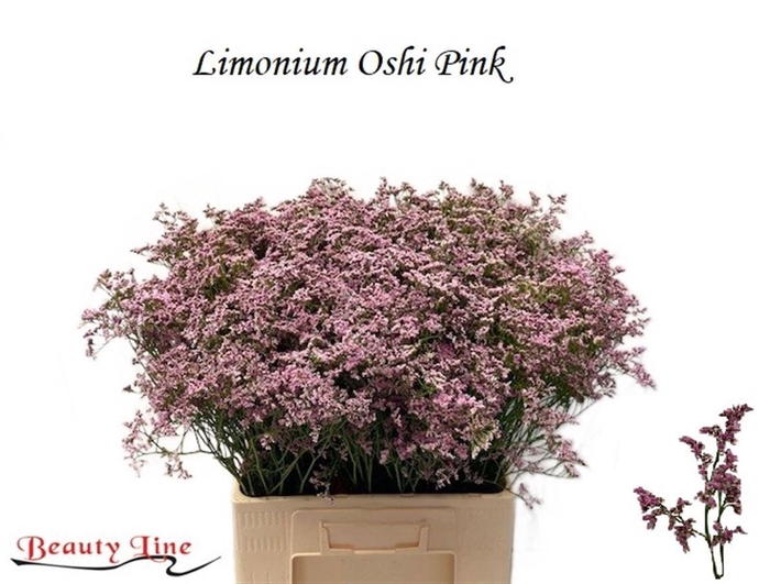 <h4>LIM SAF OSHI PINK</h4>