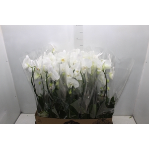 PHALAENOPSIS CASCATA P12 BRANCO