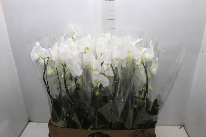 <h4>PHALAENOPSIS CASCATA P12 BRANCO</h4>