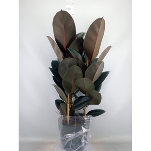 Ficus elastica 'Abidjan'