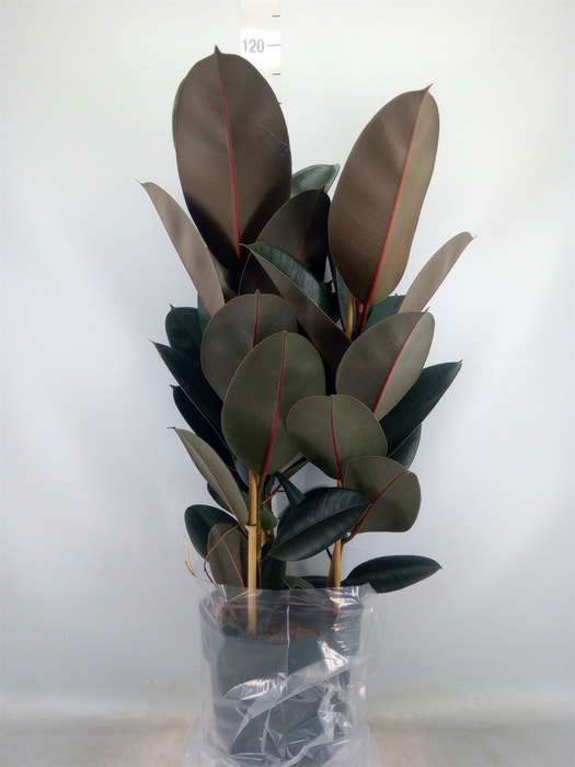 <h4>Ficus elastica 'Abidjan'</h4>
