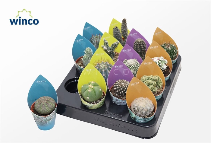 <h4>Cactus Gemengd Potcover</h4>