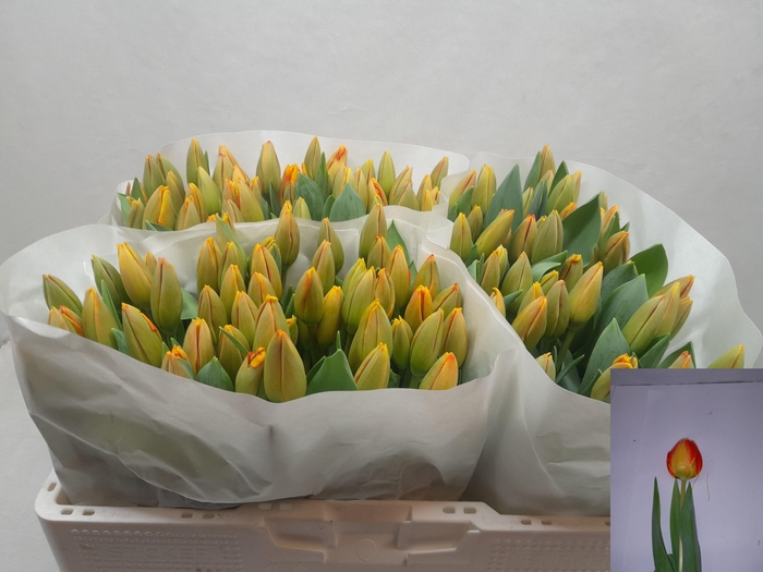 <h4>TU EN BANJA LUKA</h4>