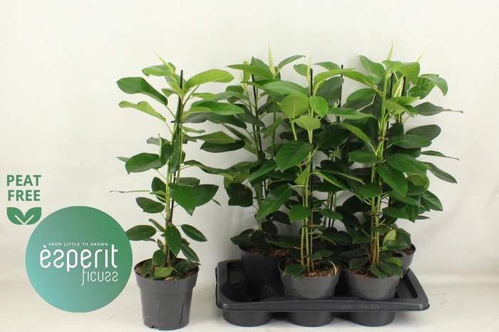 <h4>FIC MI FUJI</h4>