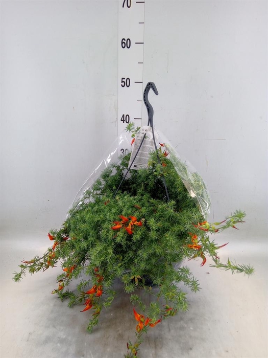 <h4>Lotus corniculatus</h4>