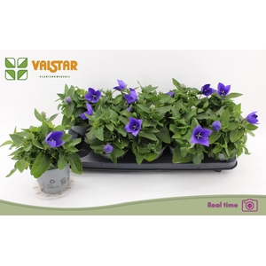 PLATYCO GR ASTRA BLU