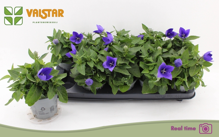 <h4>PLATYCO GR ASTRA BLU</h4>
