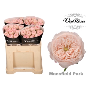 R KL MANSFIELD PARK x40