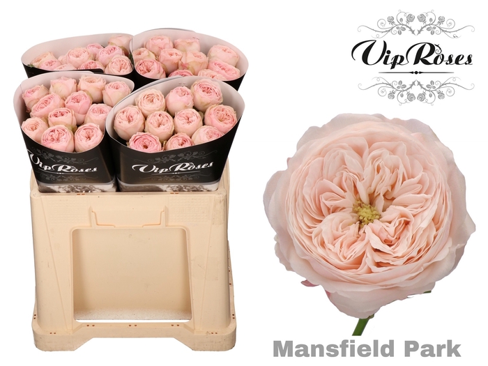 <h4>R KL MANSFIELD PARK x40</h4>