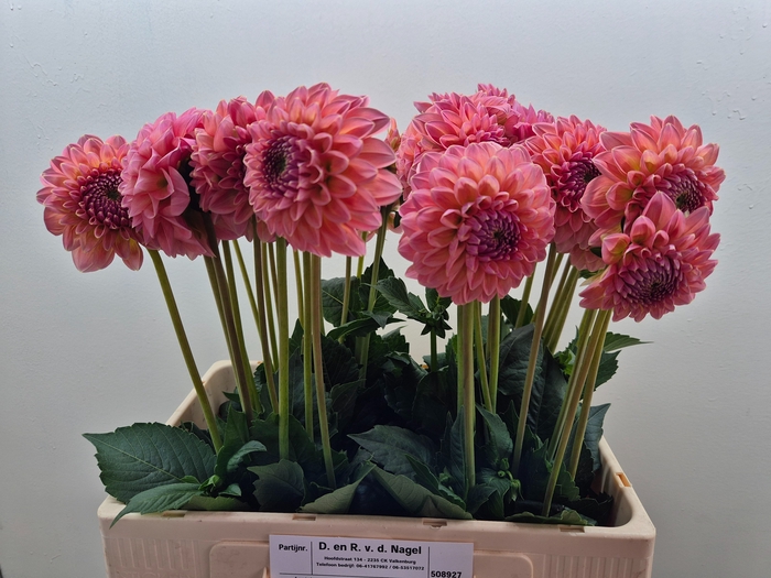 <h4>DAHL LINDAS BABY</h4>