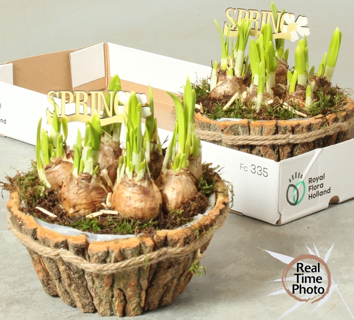 <h4>ARR NARCISSUS</h4>