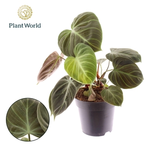 Philodendron Choco Red