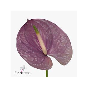 Anthurium kaleo
