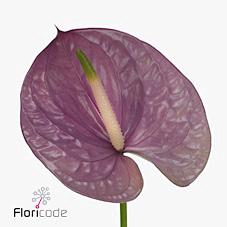 <h4>Anthurium kaleo</h4>
