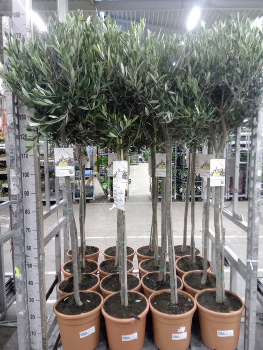 <h4>Olea europaea</h4>