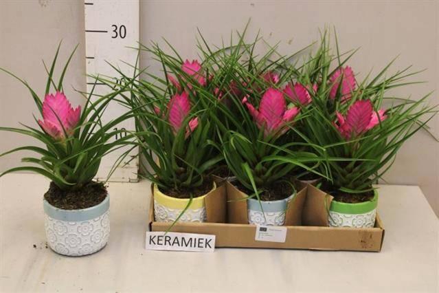 <h4>TILL CYANEA JOSEE</h4>