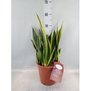 Sansevieria  'Star Canary'