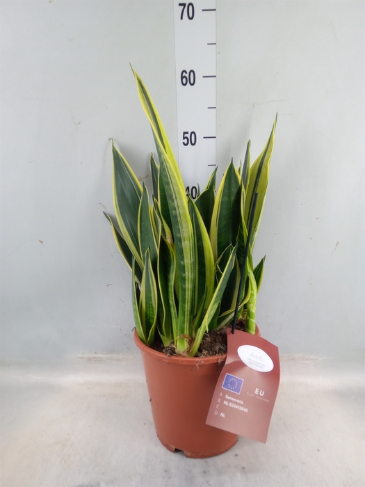 <h4>Sansevieria  'Star Canary'</h4>