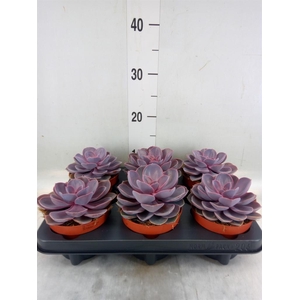 Echeveria 'Purple Pearl'