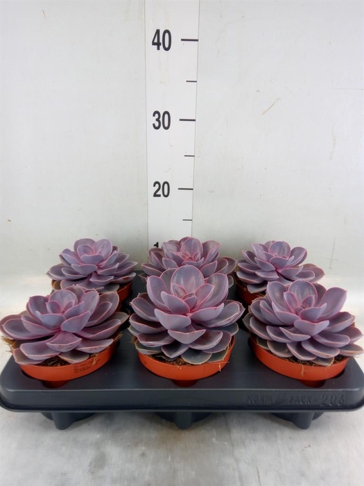 <h4>Echeveria  'Purple Pearl'</h4>