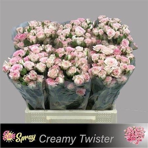R Tr Creamy Twister