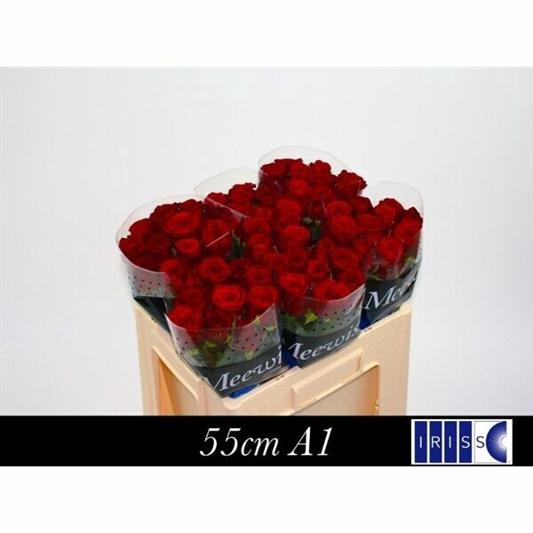 <h4>Rosa gr Red Naomi!</h4>