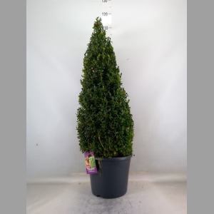 Buxus semp.   ...
