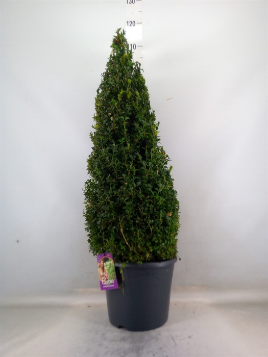 <h4>Buxus semp.   ...</h4>
