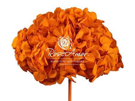 <h4>Hydrangea Xl Ora02</h4>