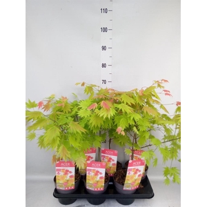 Acer shirasawanum