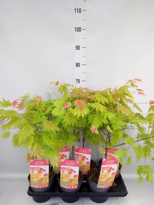 <h4>Acer shirasawanum</h4>