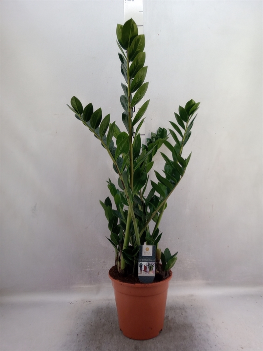 Zamioculcas zamiifolia