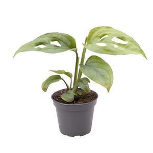 MONSTERA DELICIOSA P6 ADENSONII