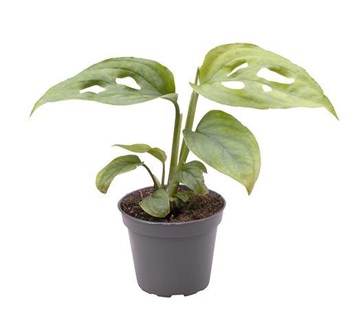 <h4>MONSTERA DELICIOSA P6 ADENSONII</h4>