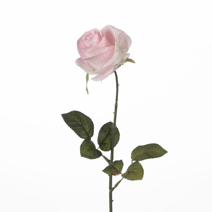 <h4>Af Rosa L65cm L.pink</h4>