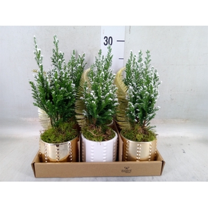 Arr.    Planten  L%