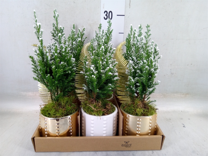 <h4>Arr.    Planten  L%</h4>