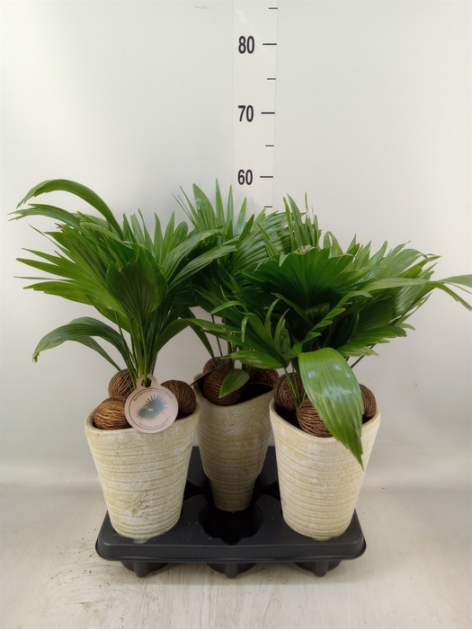 <h4>Livistona rotundifolia</h4>