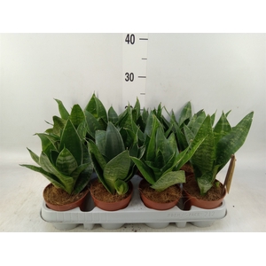 Sansevieria trifa. 'Hahnii'