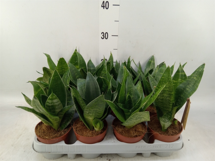<h4>Sansevieria trifa. 'Hahnii'</h4>