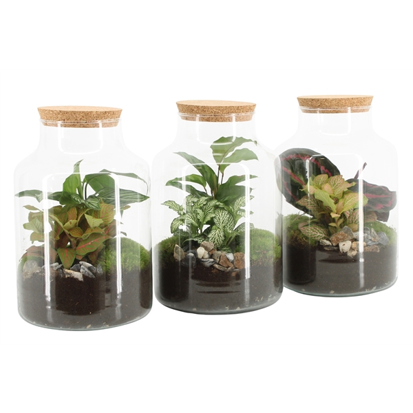 <h4>90590: Terrarium arrangement</h4>