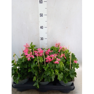Pelargonium pelt. 'Balkon Roze'