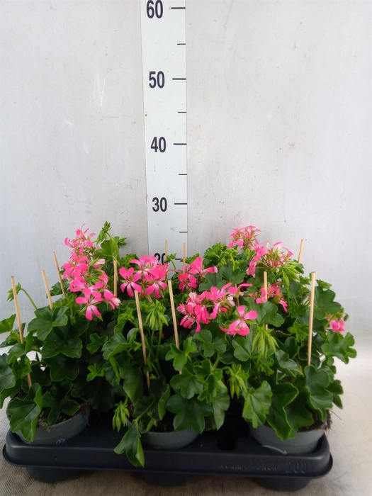 <h4>Pelargonium pelt. 'Balkon Roze'</h4>