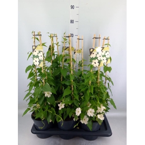 Thunbergia nana 'Snow White'